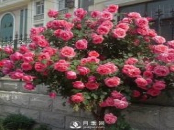 青島路邊月季美化，月季花比拳頭大，原來(lái)是樹(shù)狀月季