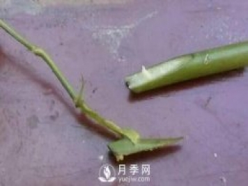 月季花就要這么嫁接 能給你家種滿(mǎn)花