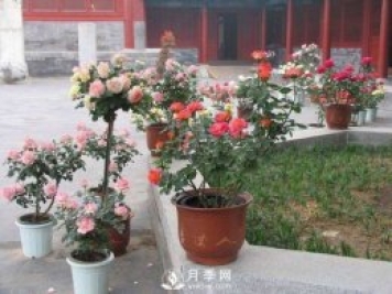 養護月季加點(diǎn)魚(yú)肥，讓月季猛爆花苞不停！