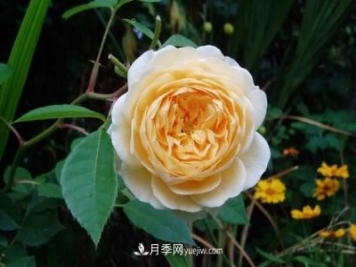 月季花這樣養，記住這些訣竅，開(kāi)花紅艷艷