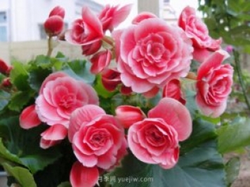 夏天不能買(mǎi)的7種花，再漂亮也要管住手