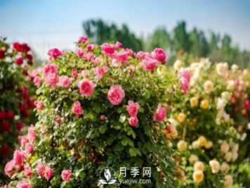 四川南充月季花海迎來(lái)1000㎡粉色沙灘，4月3日浪漫迎客