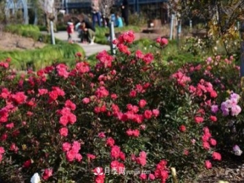 上海植物園內部分月季釋放冬季魅力，觀(guān)賞區還在不斷優(yōu)化中