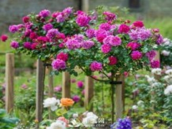 不放大招 月季樹(shù)怎么能花開(kāi)爆？