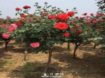 月季病蟲(chóng)害知多少！