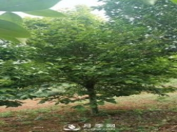 大葉女貞的養護管理 三部曲