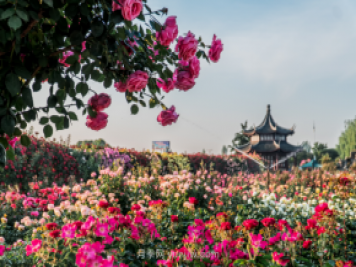 來(lái)南陽(yáng)世界月季大觀(guān)園，看超美月季花(圖冊)