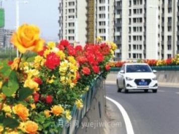 打造市花月季花海！鄭州要用三年時(shí)間建設月季花城