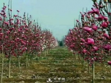 紅玉蘭樹(shù)的經(jīng)濟價(jià)值表現在哪些地方，你了解過(guò)嗎？