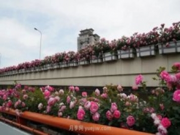 上海城市高架變“花路”，這些月季進(jìn)入盛花期啦！