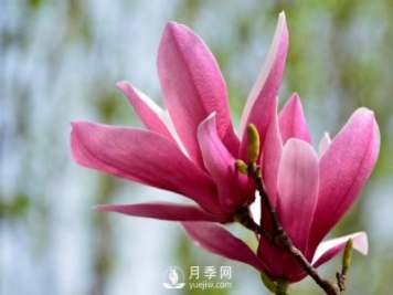 紅玉蘭是一種怎樣的花卉植物？