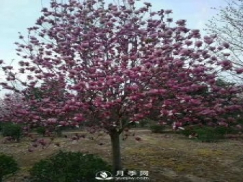 養護種植紅玉蘭有什么技巧呢？
