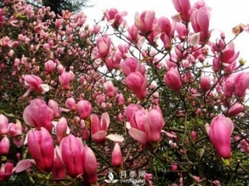紅玉蘭深受人們喜愛(ài)，那么它的主要繁殖方法是什么？