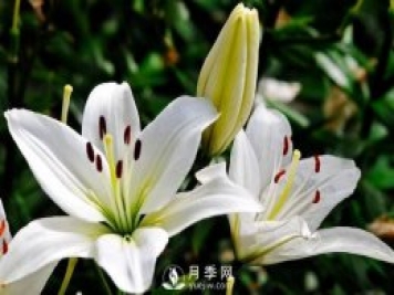 百合花怎么養 百合花盆栽的養殖方法