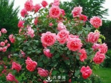 新手和懶人首選的三種月季品種，還自帶體香開(kāi)花不斷