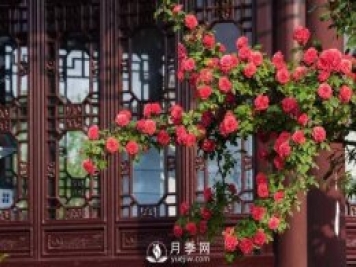 你知道南陽(yáng)為啥被稱(chēng)為世界月季名城嗎？
