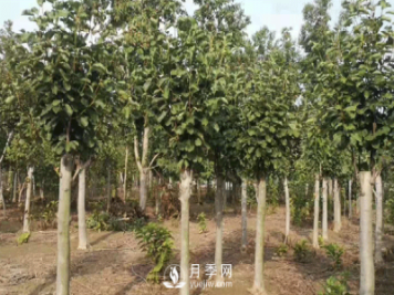 8-15公分紅白黃玉蘭量大，還有嬌紅一號，需要的朋友趕快聯(lián)系哦