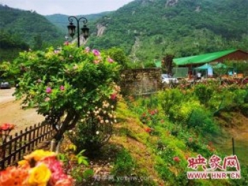 信陽(yáng)羅山：月季飄香 美麗鄉村綻放美麗經(jīng)濟
