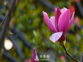 花卉小知識——紅玉蘭的花語(yǔ)和象征意義