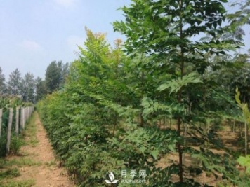 大葉女貞又叫做高桿女貞，苗木基地是如何養護的？