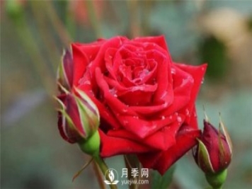 家庭水培月季花的方法