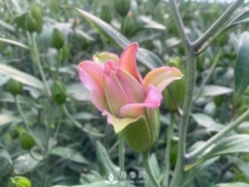 浙江成功引種玫瑰百合，它究竟是月季，還是百合？