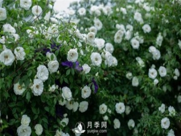 9個(gè)漂亮的花園藤本月季推薦