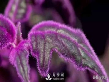 紫鵝絨栽培養護，出絨葉紫七招