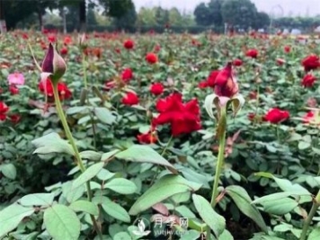 月季花可以扦插么？月季花的扦插步驟和養護！
