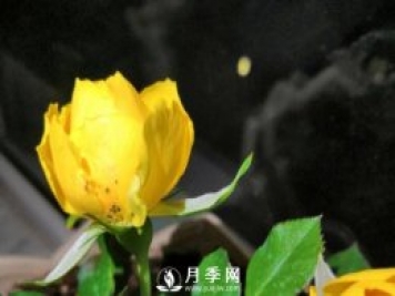 月季花期能不能施肥？用什么肥月季長(cháng)的好看開(kāi)花又多？