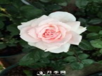 給鄰居“半截塑料瓶”，2周后，她給我10盆“月季花”，
