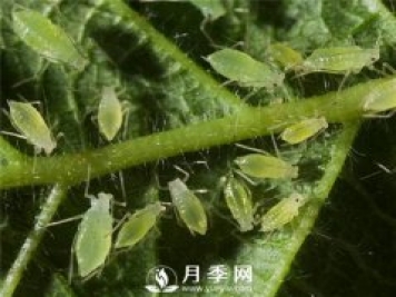 月季天敵：各種小蟲(chóng)子 防治小攻略
