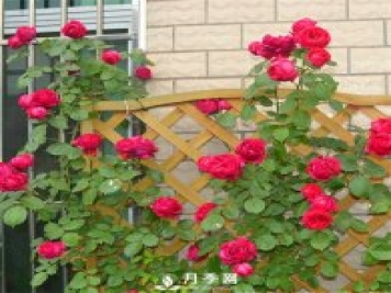 養月季 去除蟲(chóng)害有妙招