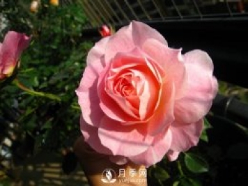 海神王陽(yáng)臺月季，專(zhuān)為盆栽觀(guān)賞而生，四季有花開(kāi)