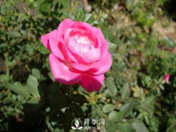 月季的扦插方法，4步完成南陽(yáng)月季的扦插