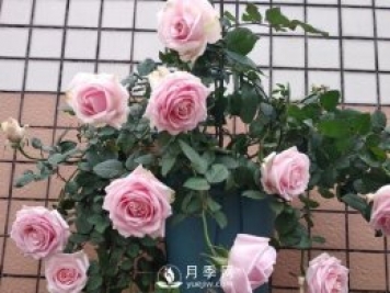 養月季，注意施肥姿勢不對，月季不開(kāi)花，力氣還白費！