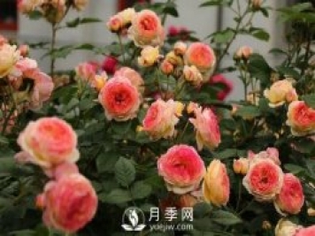 月季十死九個(gè)澇，月季澆水的詳細教程！