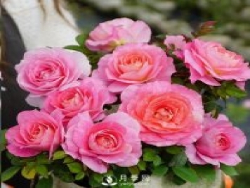 封閉陽(yáng)臺養好月季花？室內陽(yáng)臺養月季的4大注意事項