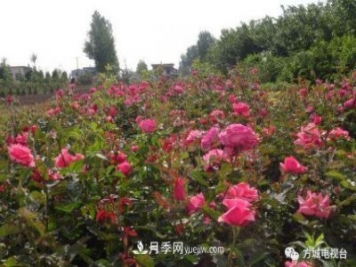 方城縣券橋鎮：發(fā)展月季苗木產(chǎn)業(yè)，助力致富鄉村振興