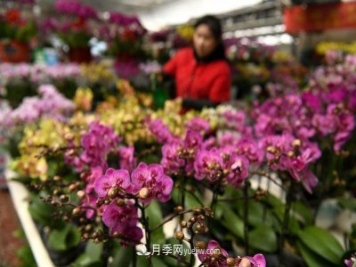 河北石家莊：元旦將至花卉購銷(xiāo)旺