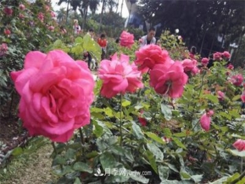好多年沒(méi)到深圳人民公園看月季花展了，不知今年如何