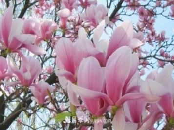 開(kāi)封：玉蘭花開(kāi)，燦爛綻放