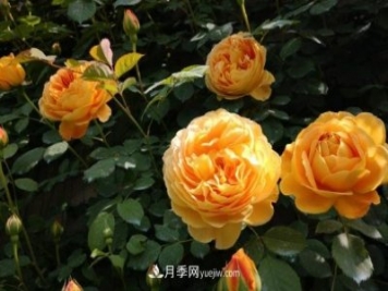 月季施肥用什么肥料好？別亂用不然只長(cháng)葉不開(kāi)花