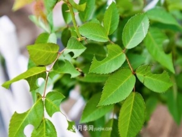 月季遇上切葉蜂，切葉蜂的習性和防治