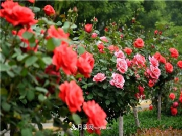 2021年月季人的狀態(tài)：面對復雜，保持歡喜