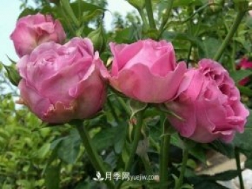 紫霧泡泡月季推薦，花色更是吸引人