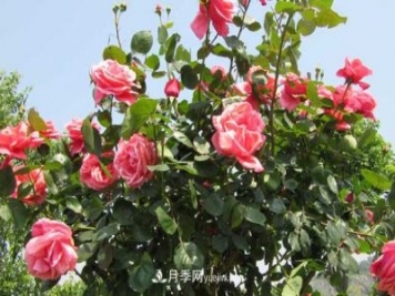 樹(shù)狀月季的栽培方式及其特點(diǎn)有哪些？