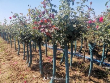 淺談怎么栽種樹(shù)狀月季？