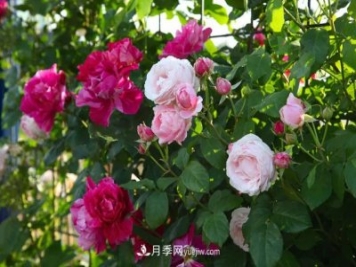 園林綠化月季設計小課堂