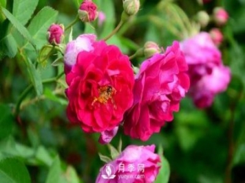 冬季該怎么修剪月季花？月季冬季修剪的要點(diǎn)